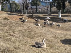 -鄱阳湖国家湿地公园