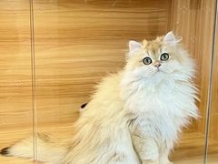 -猫十亿·布偶金渐层·曼基康矮脚猫舍(青年路店)