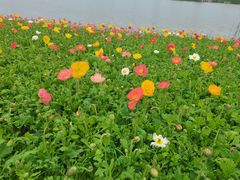 -径山花海