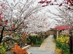 -南汇桃花村