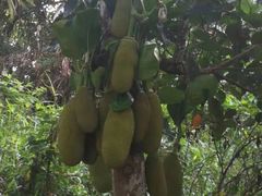 -七仙岭温泉国家森林公园