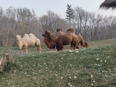 -北京野生动物园