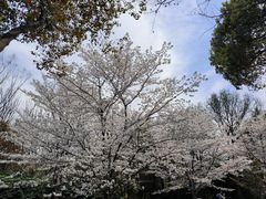 -顾村公园