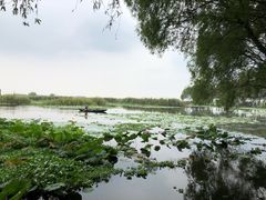 -洪湖生态旅游区