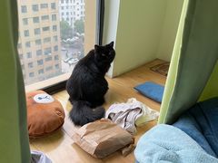 -宠颐生宠物医院·心肾内科·猫专科诊疗中心宠巢店