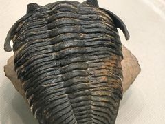 -天津自然博物馆