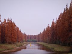 -黄海国家森林公园