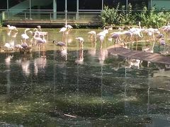-新加坡飞禽公园