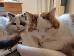 -东方名猫馆·英短金渐层布偶猫舍(环线广场1号楼店)