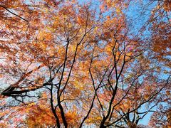 -上海滨江森林公园