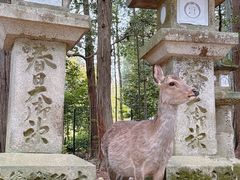 -奈良公园