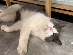 -瑞派申生动物医院·24H夜诊·国际动物医疗中心·骨外科(吴中路店)