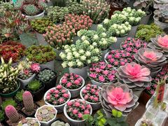 -保定市花鸟鱼虫市场