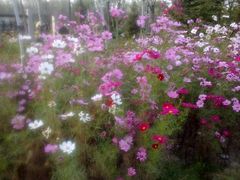 -武清南湖绿博园