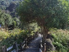 -雁南飞茶田景区