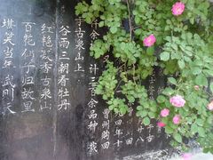 -盛世牡丹苑生态文化旅游区
