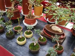 -秦美花卉(天朗·莱茵小城2期店)