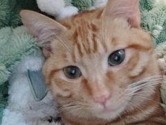 -汪喵宠物医院·骨科心脏影像·犬猫急重症ICU诊疗中心(成华分院)