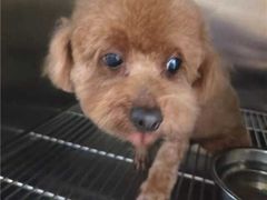 -佳雯宠物医院·皮肤科·内外科(春晓路分院)