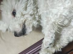-利又安动物医院··老年病·猫科犬科·中兽医