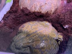-正佳雨林生态植物园