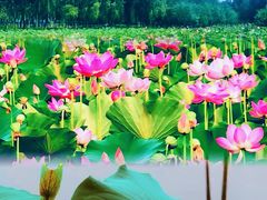 -东郊湿地公园
