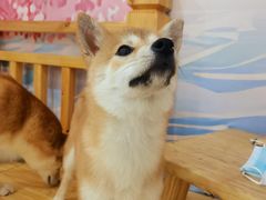 -柴源莊·柴小宠柴犬咖啡