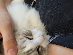 -有喵·猫咖·狗咖·30几只猫10只小狗(岗厦店)