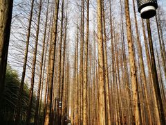 -黄海国家森林公园