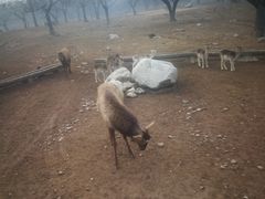 -西安秦岭野生动物园