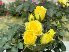 -人民公园(罗湖区)