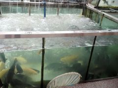-东江湖游水三文鱼美食城