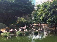 九龙公园-香港皇家太平洋酒店