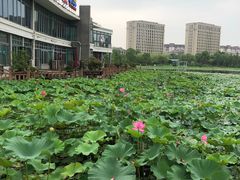 -海天湖公园
