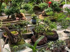 -花鸟鱼虫鲜花绿植市场(玉泉路店)