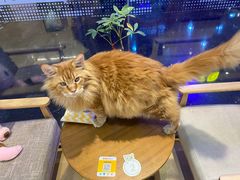 -藏猫猫咖啡主题馆(中央大道店)