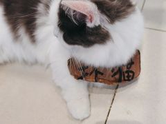 -怪兽屋·羊驼·猫咖·狗咖(俊华广场店)