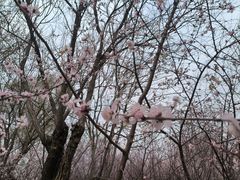 -桃花堤公园