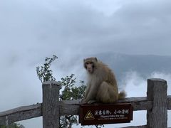 -神农山景区