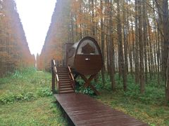 -黄海国家森林公园