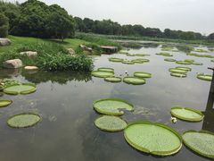 -荷塘月色湿地公园·向阳花洲