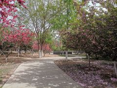 -桃花堤公园