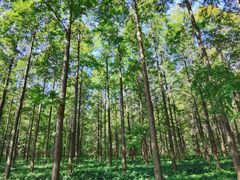 -黄海国家森林公园