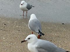 -Takapuna Beach Cafe
