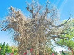-大槐树寻根祭祖园