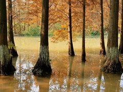 -桤木河湿地公园