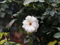 -人民公园(罗湖区)