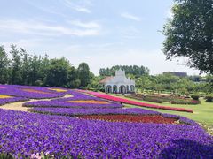 -杭州湾海上花田景区