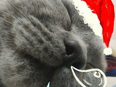 -创凡宠物医院·骨专科  猫科中心(西乡分院)