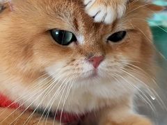 -猫岛主趣味餐厅(鼓浪屿店)